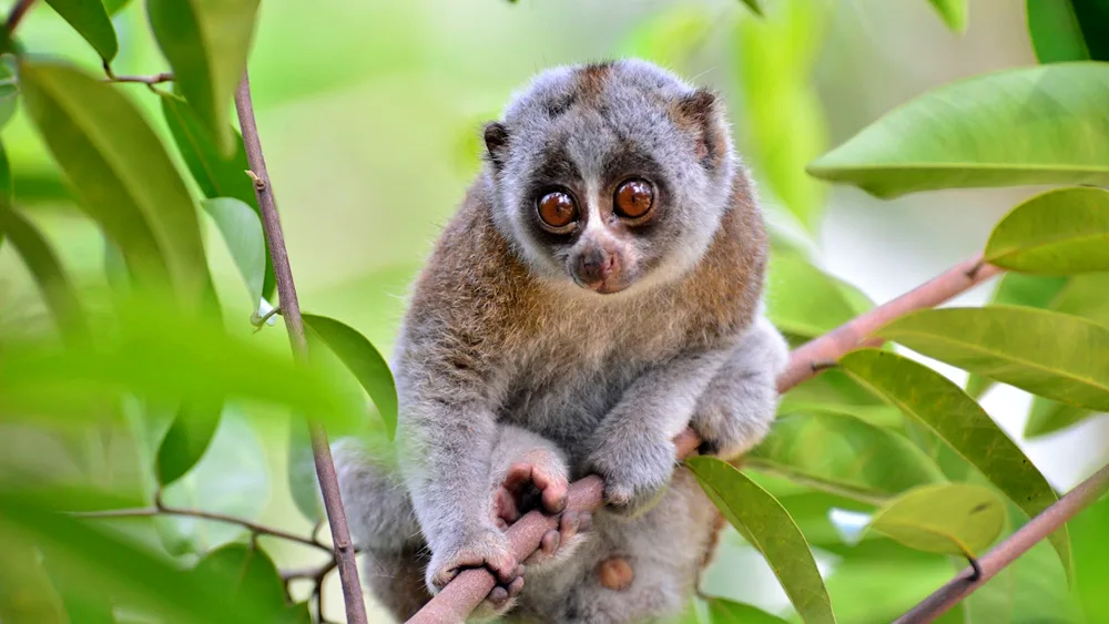 Lemur Lori