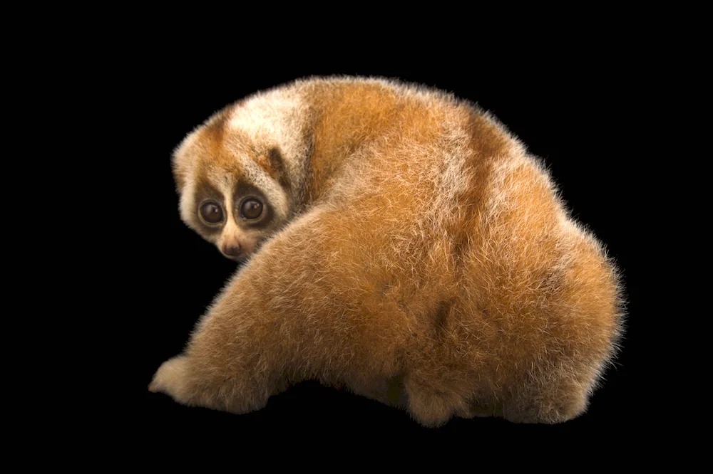 Lemur Lori