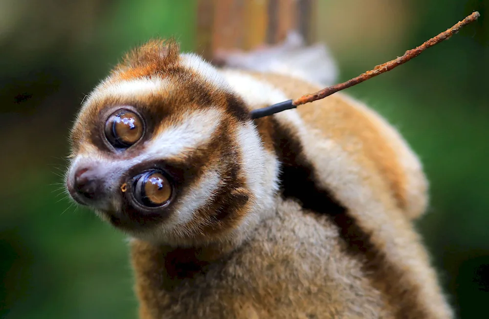 Dwarf lemur Lori