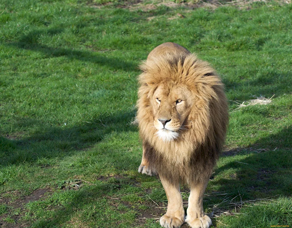 Lion's mane
