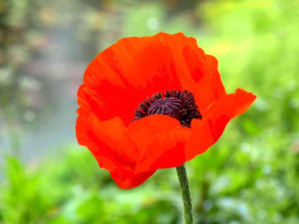 Dwarf Poppy