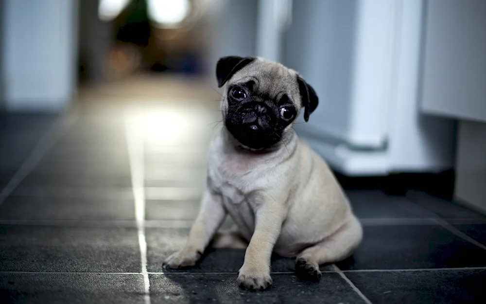 Dwarf Pug