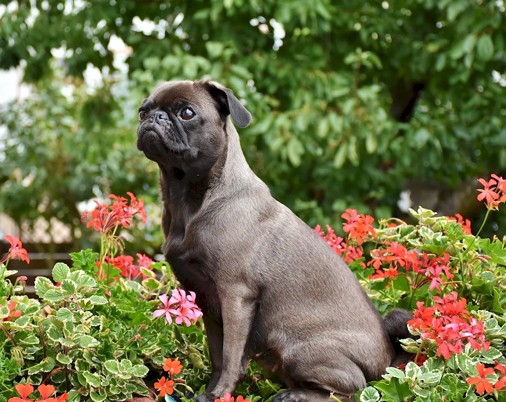 Dwarf Pug