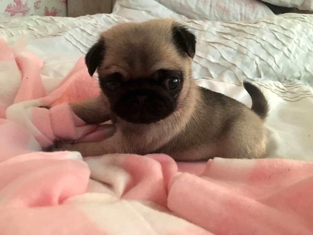 Dwarf Pug