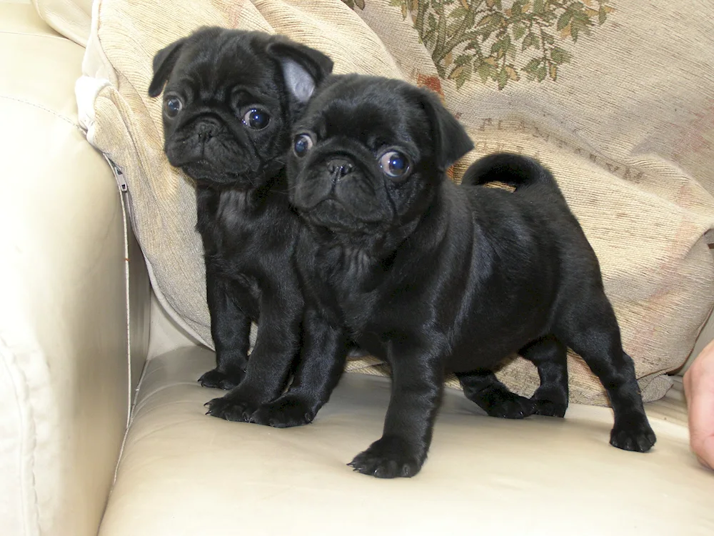 Dwarf Pug