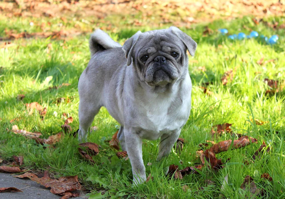 Dwarf Pug