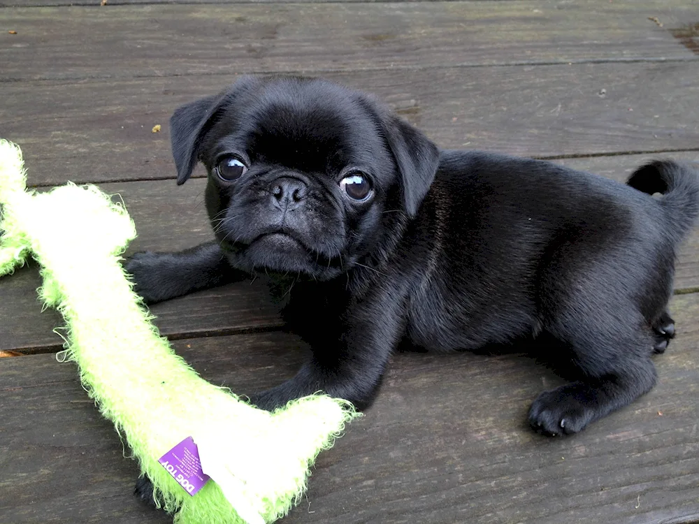 Barbling Pug black