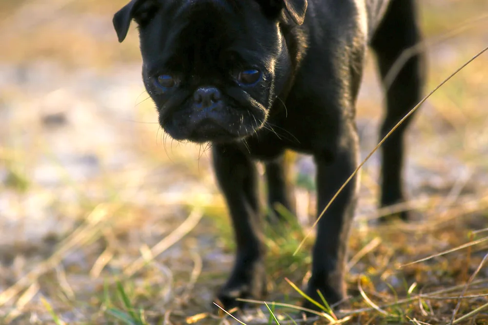 Dwarf Pug black