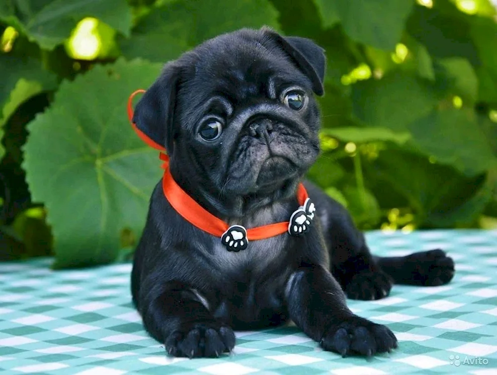 Dwarf Pug black