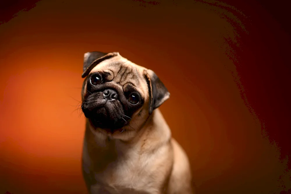 Dwarf Pug. Brown Pug