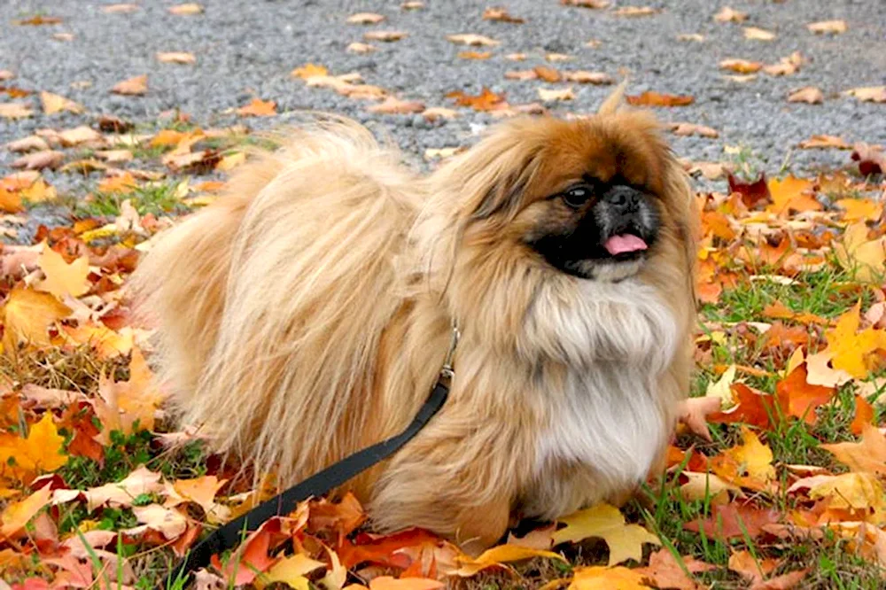 Dwarf Pekingese