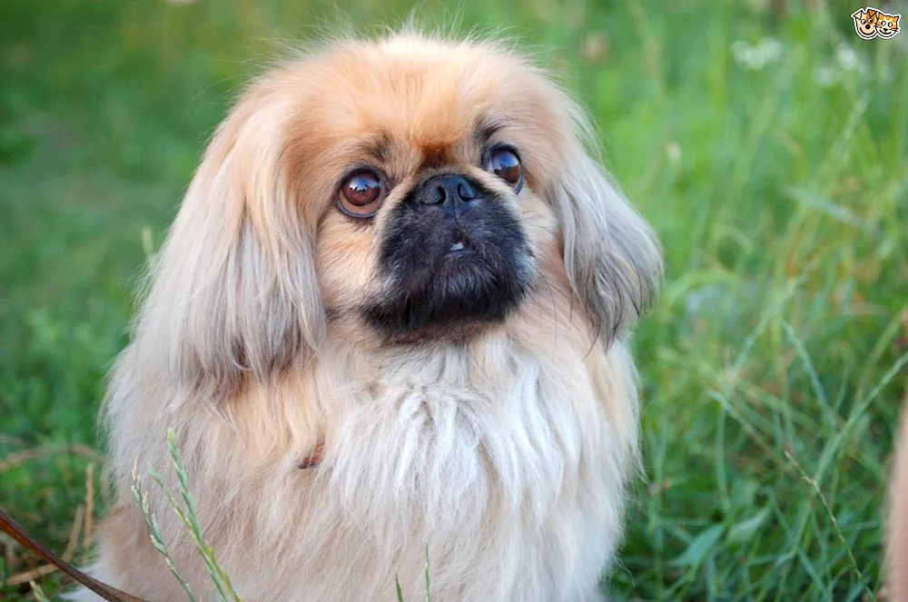 Pekingese dog breeds