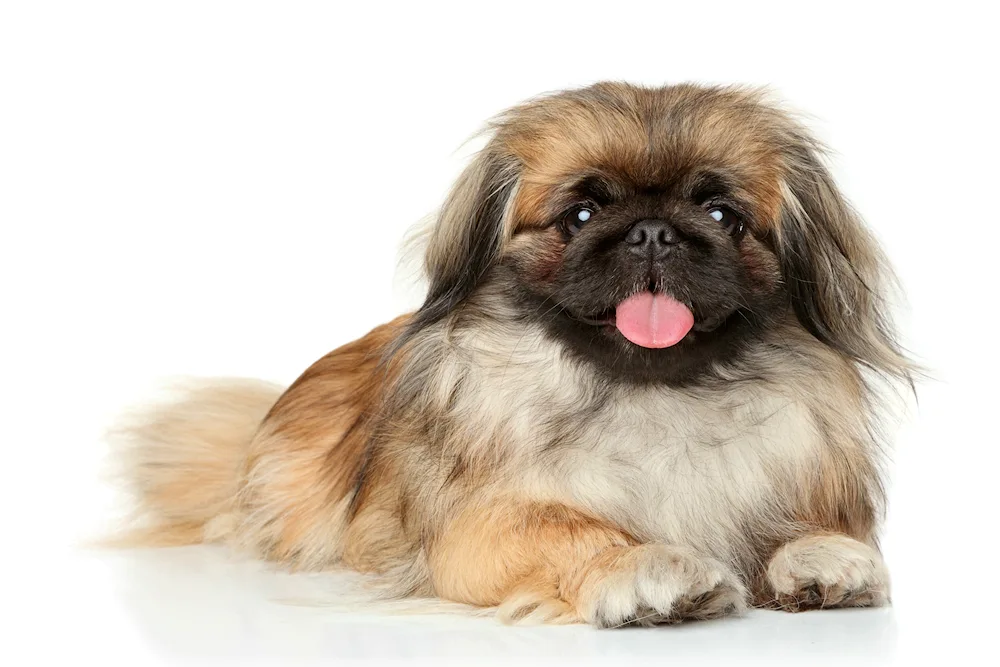 Dwarf Pekingese