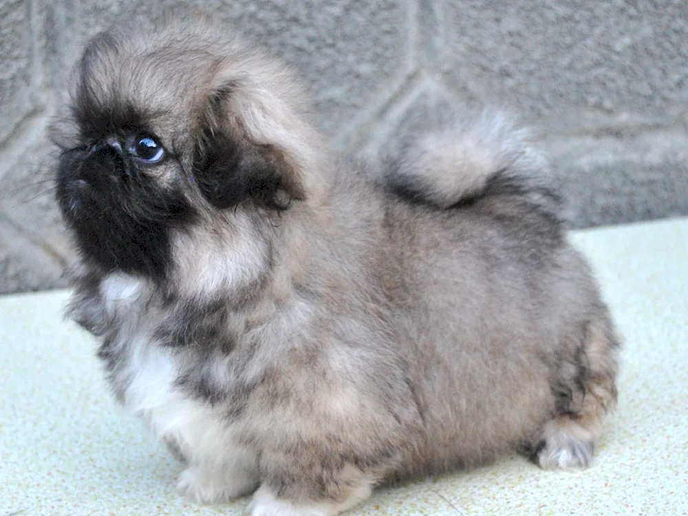 Pekingese