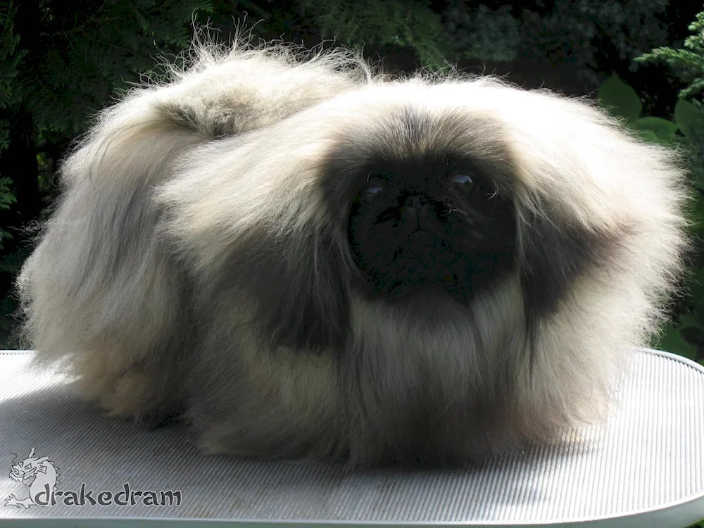 Pekingese