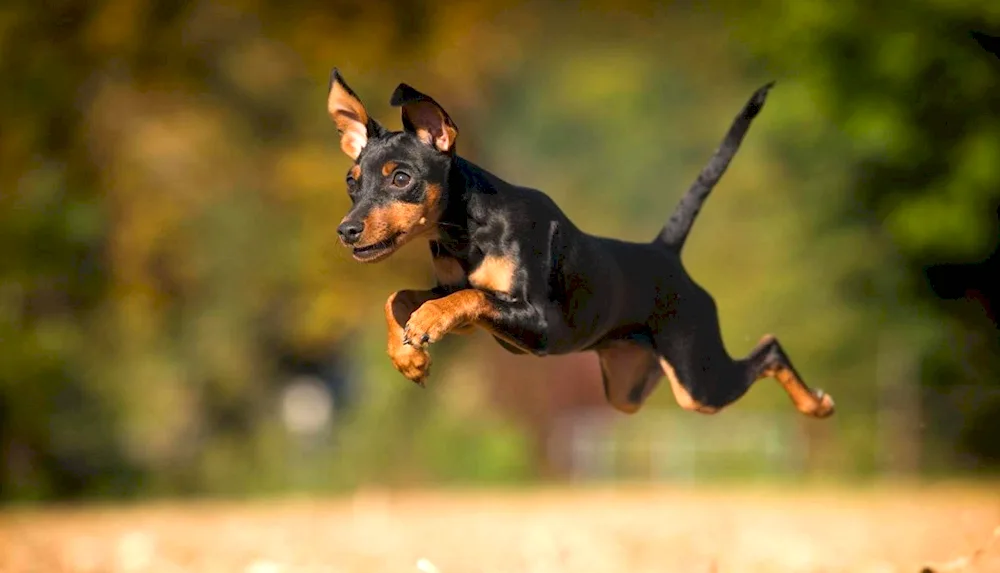 Dwarf Pinscher Zwergpinscher