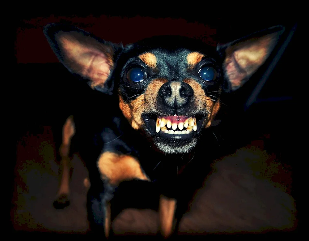 Dwarf pinscher angry