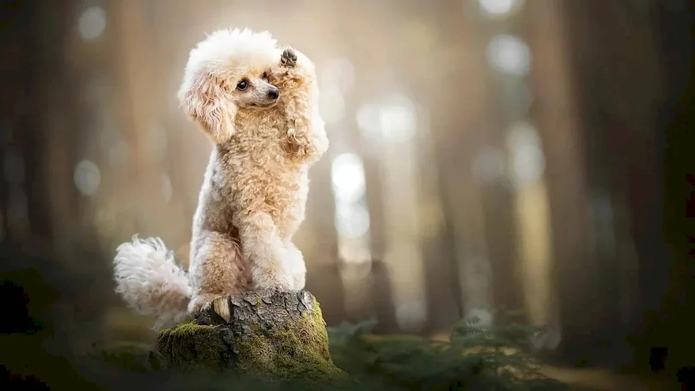 Dwarf poodle