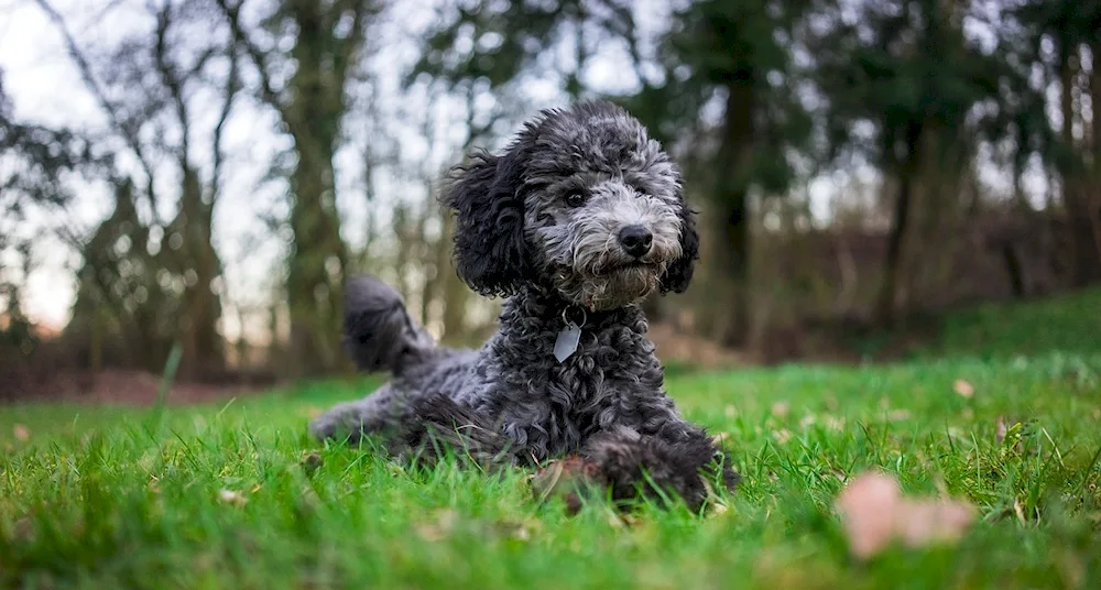 Dwarf poodle