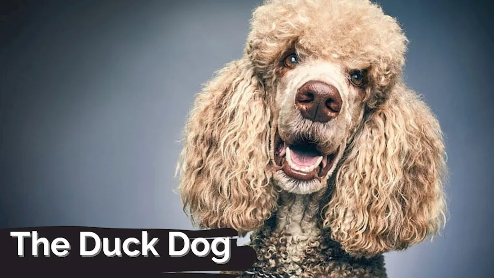 Cocker poodle