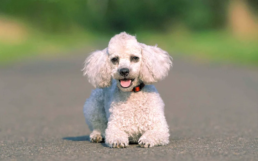 Dwarf poodle Poodle