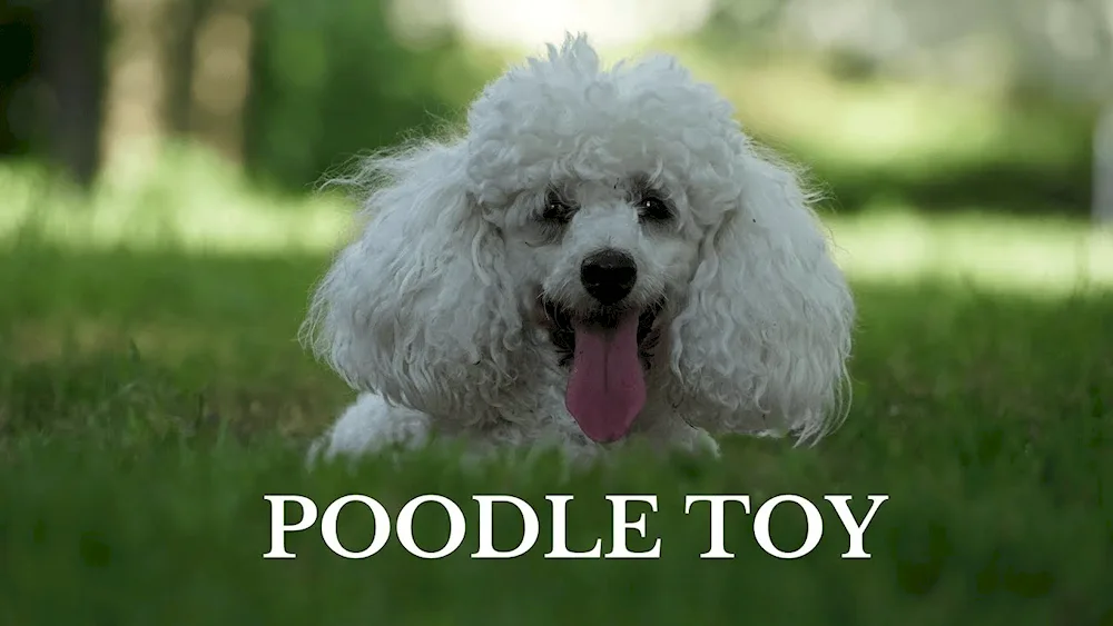 White Poodle