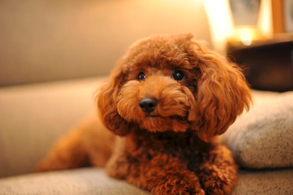 Dwarf apricot poodle