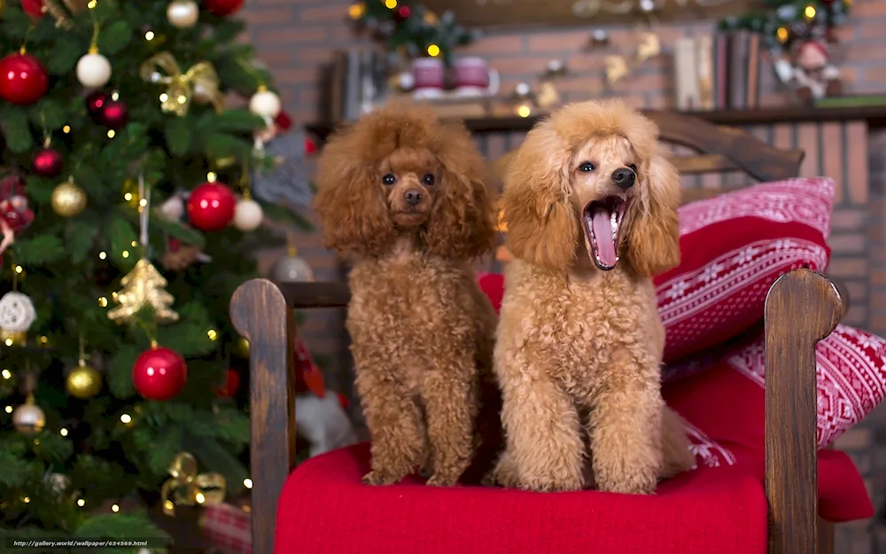 Cocker poodle