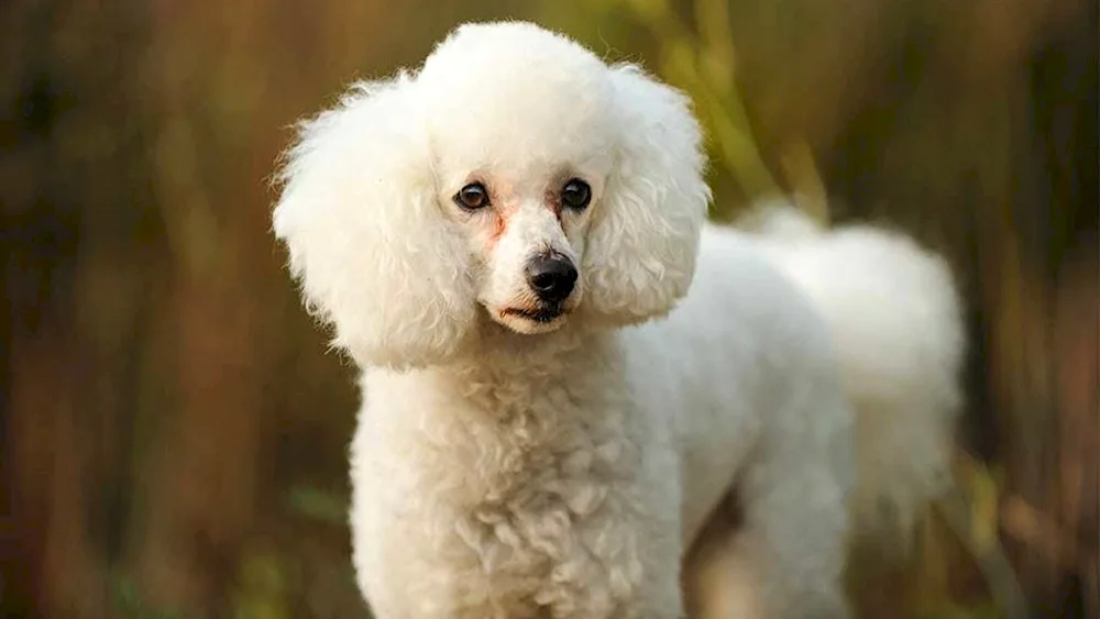 Bichon frise