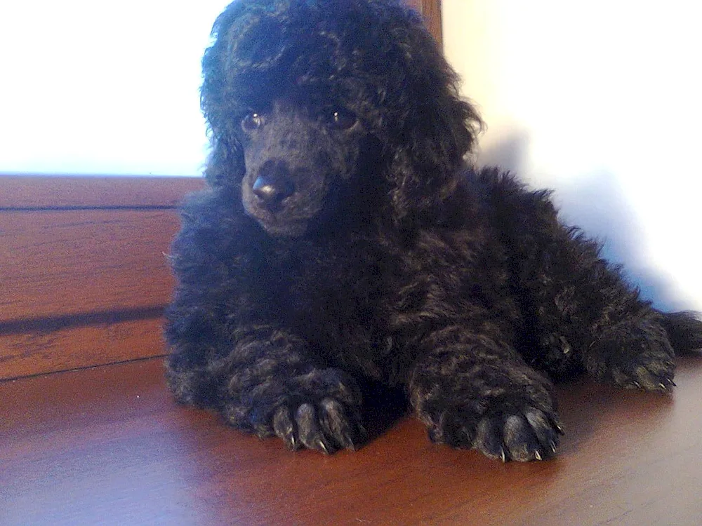 Carolian poodle black