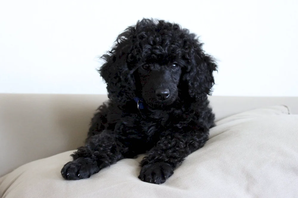 Dwarf Poodle Black