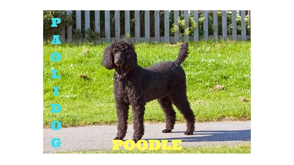 Curly Royal Poodle black