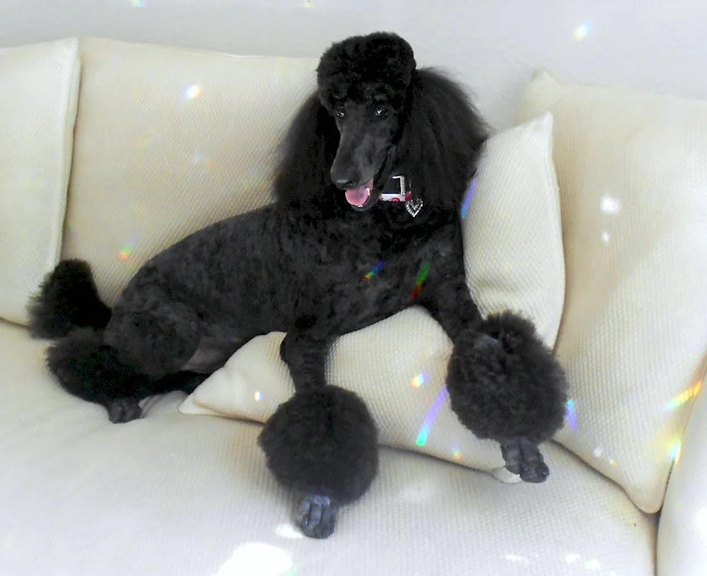 Carolian poodle black