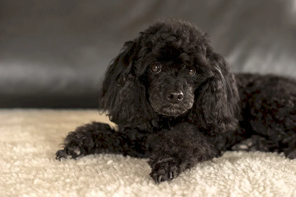 Carolian poodle black uncut