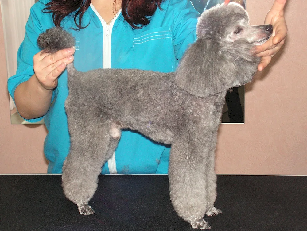 Carolina Poodle grooming