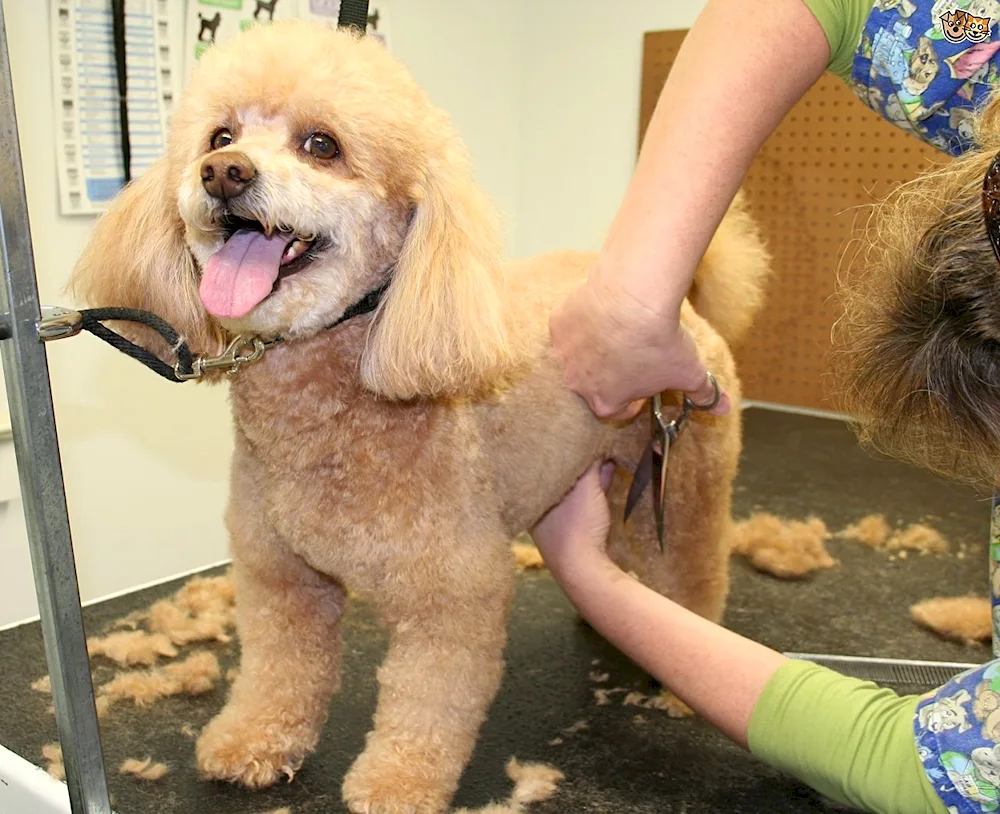 Dwarf poodle grooming