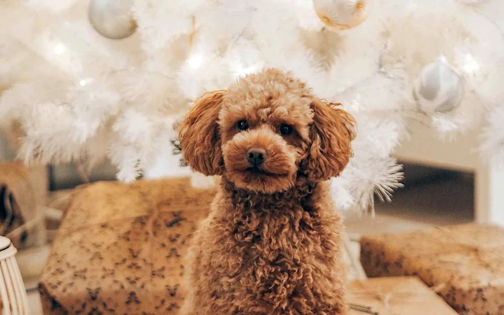 Dwarf poodle maltipoo