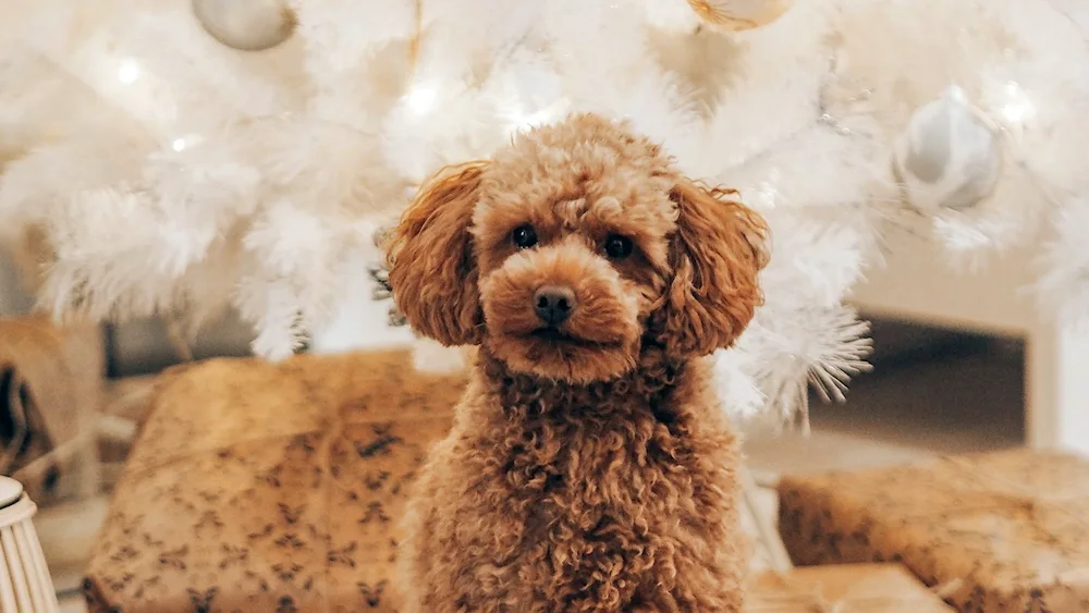 Dwarf poodle Maltipoo