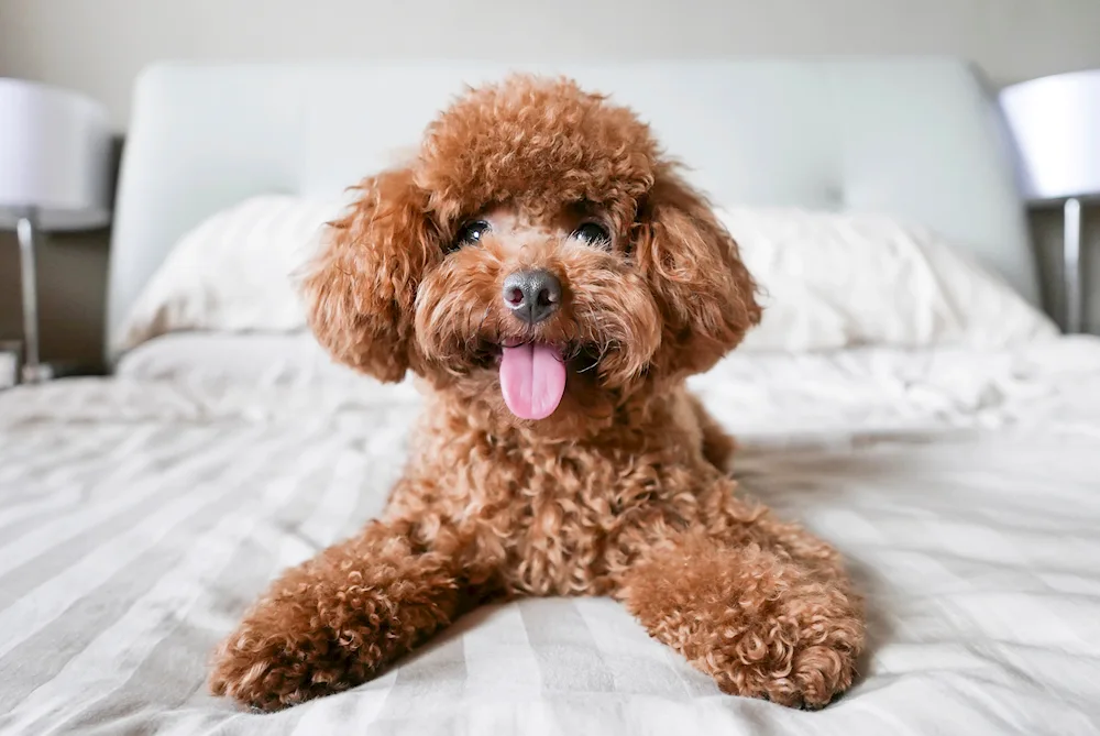 Toy Poodle Teddy Ticap