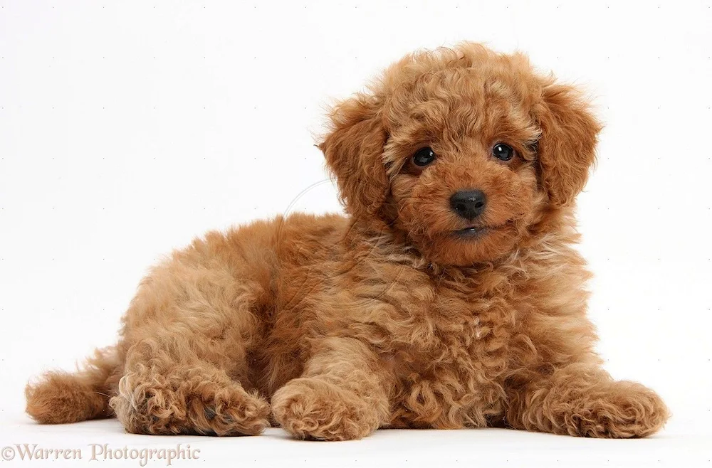 Dwarf Poodle Ticap