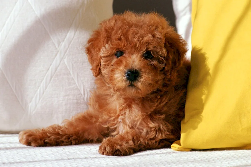 Dwarf poodle maltipoo