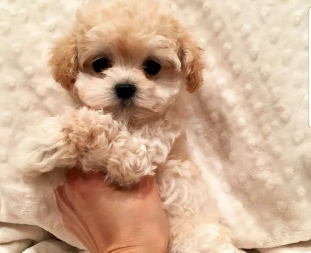 Dwarf Poodle Maltipoo