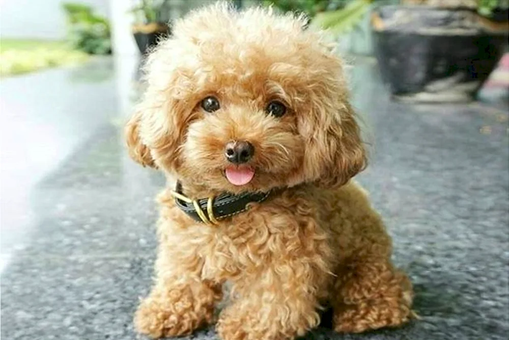 Dwarf Poodle Maltipoo