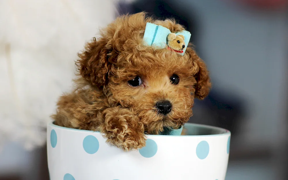 Barbling Poodle Maltipoo