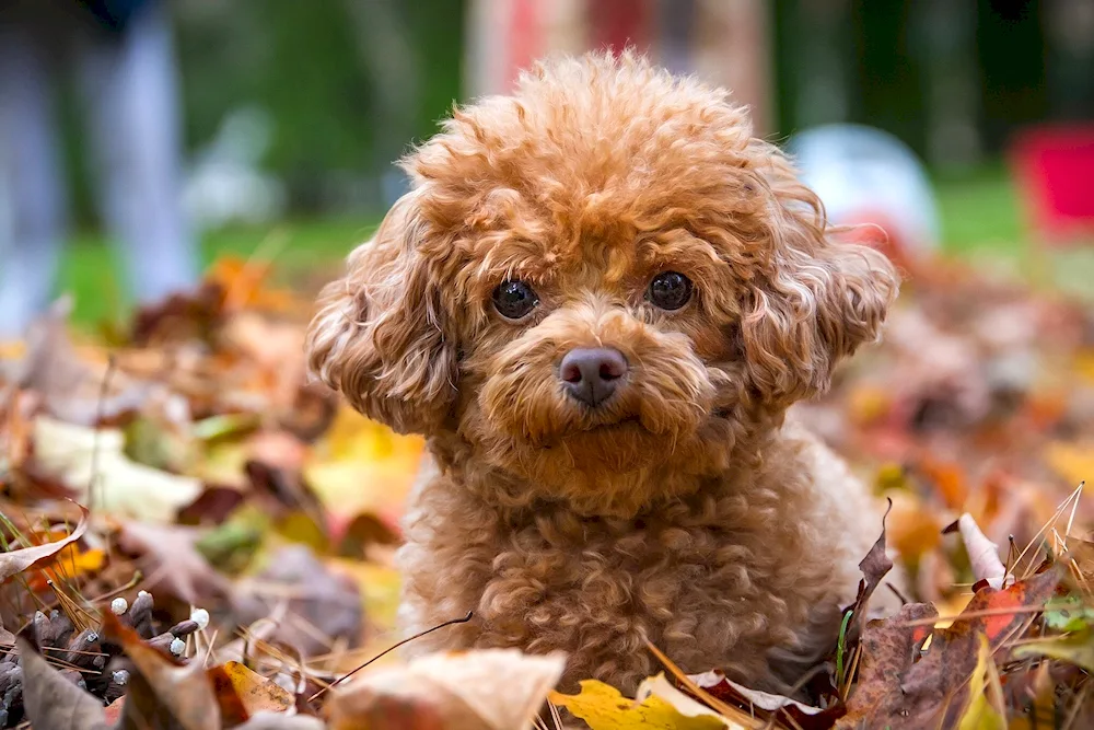 Barbling Poodle Maltipoo