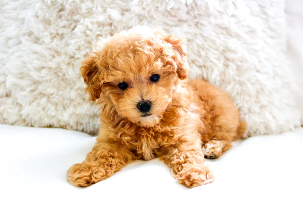 Dwarf Poodle Maltipoo