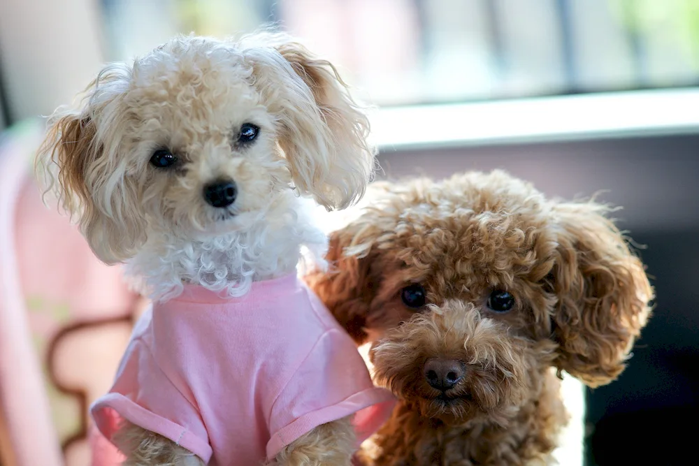 Dwarf Poodle Maltipoo