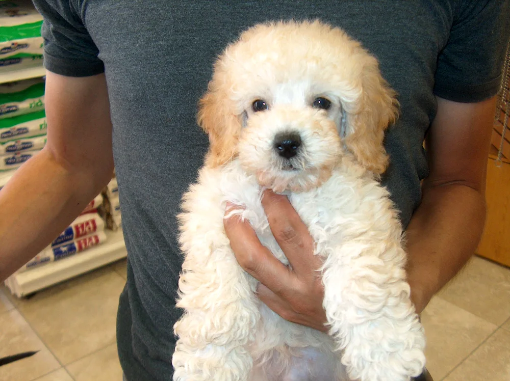 Maltipoo Teddy