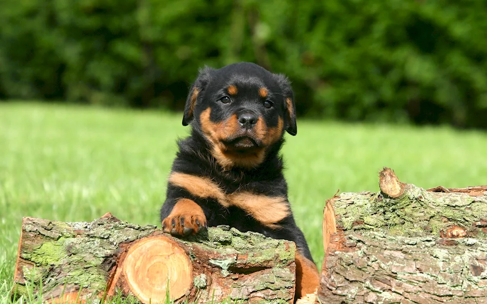 Dwarf puppy Rottweiler