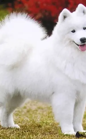 Dwarf Samoyed